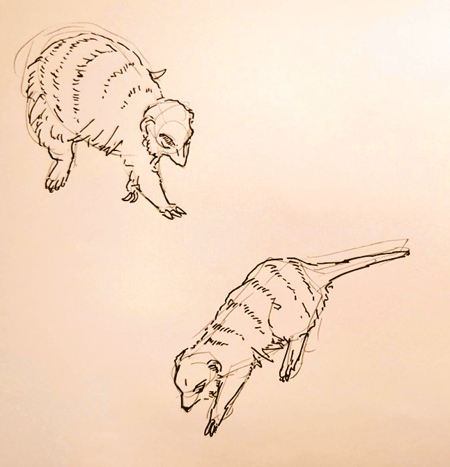 #1日1模写 Ⅲ　193/365
今日はミーアキャットと切り株でした✨
ミーアキャットは意外とホリの深い目なので、正面は可愛い。俯瞰になると
凶暴に見えるのが面白かったです🥰🥳💕🎉
#マンレボ　#無煙マッチ https://t.co/aMrM31jNGc