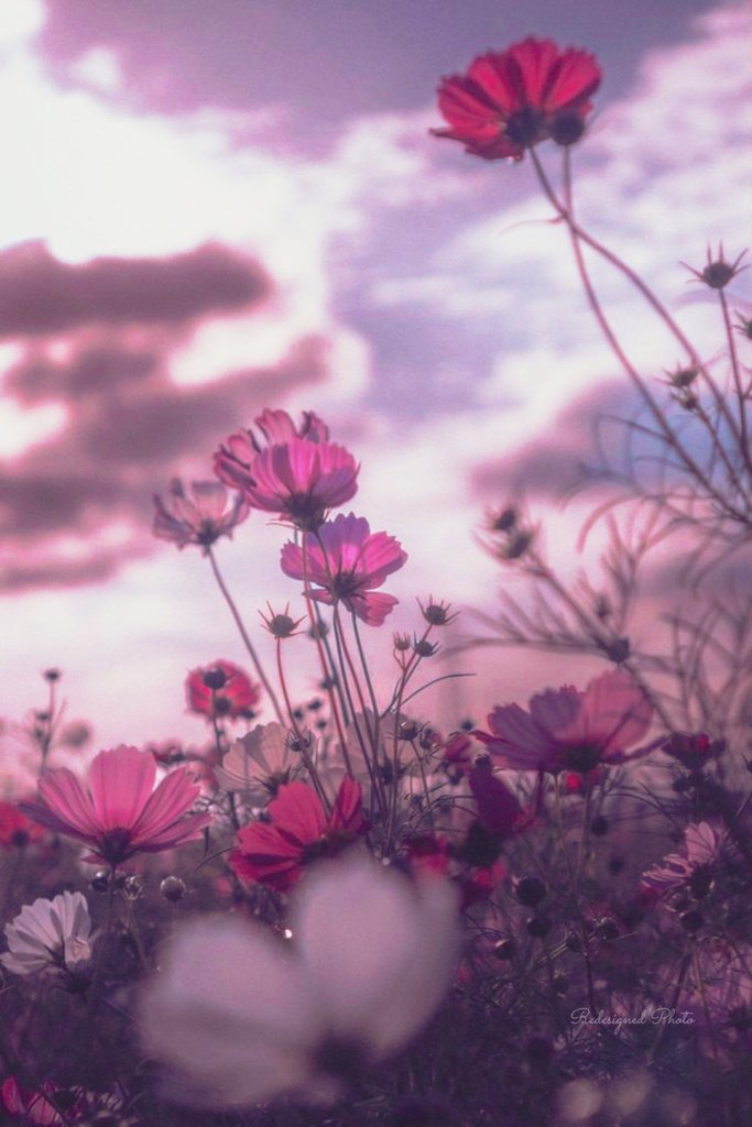 t_hellome9326's tweet photo. °˖❁˖~ peace &amp; love ~˖❁˖° 

Courage is like love,
it must have hope for
nourishment...

-Napoleon

•°˖❀˖* smile °˖❀･ﾟ･˖ ˖° https://t.co/7A6II8Ijx8