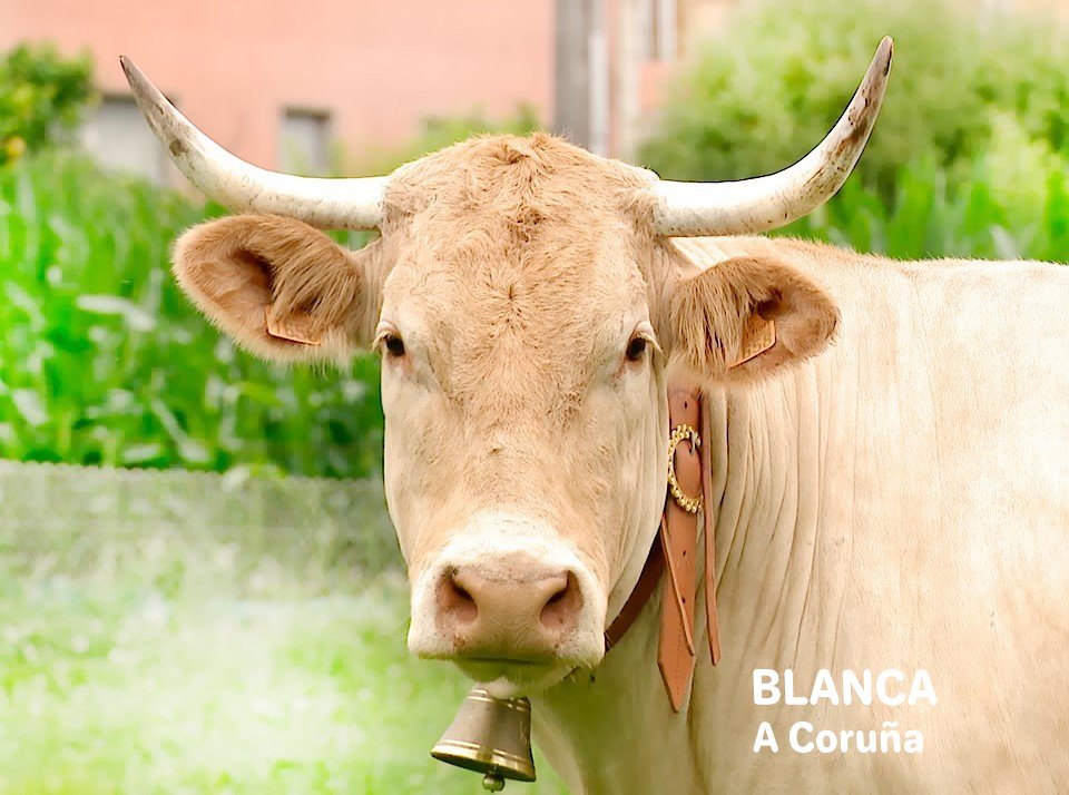 PopulismUpdates's tweet photo. Every year, Galicia (part of Spain) holds its "Miss Vaca" competition to determine the best cow in the region. The contenders for 2023 are below: https://t.co/tdCqzdj5s9