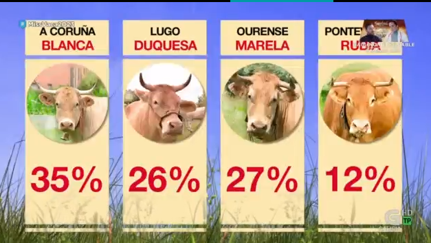 luartvg's tweet photo. Ollo que Ourense empeza a remontar!

#Marela #Blanca #MissVaca2023 https://t.co/j1c4XfHB4A