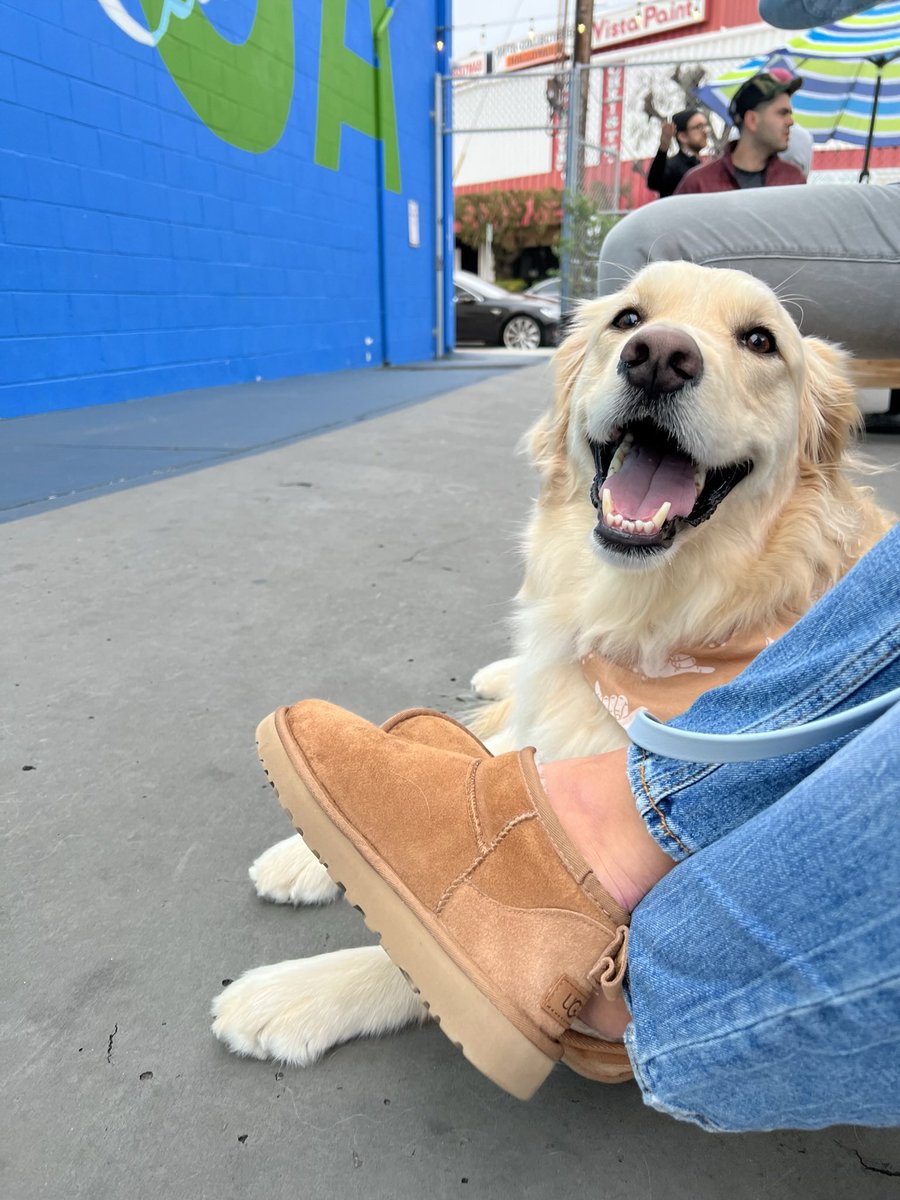 Not the beach, but still having a blast!

#dogsoftwitter #goldenretriever
