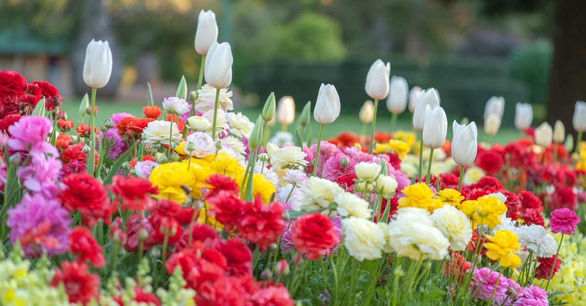 CityKitchener's tweet photo. There are many types of gardens - pollinator, container, rain, rock, and community gardens – and #Kitchener in Bloom recognizes them all!  Have you enjoyed a garden that we should say thanks to? 

Tell us about it: https://t.co/Y4B41nXlgb

#KitchenerInBloom https://t.co/mYC3WiE0Bs