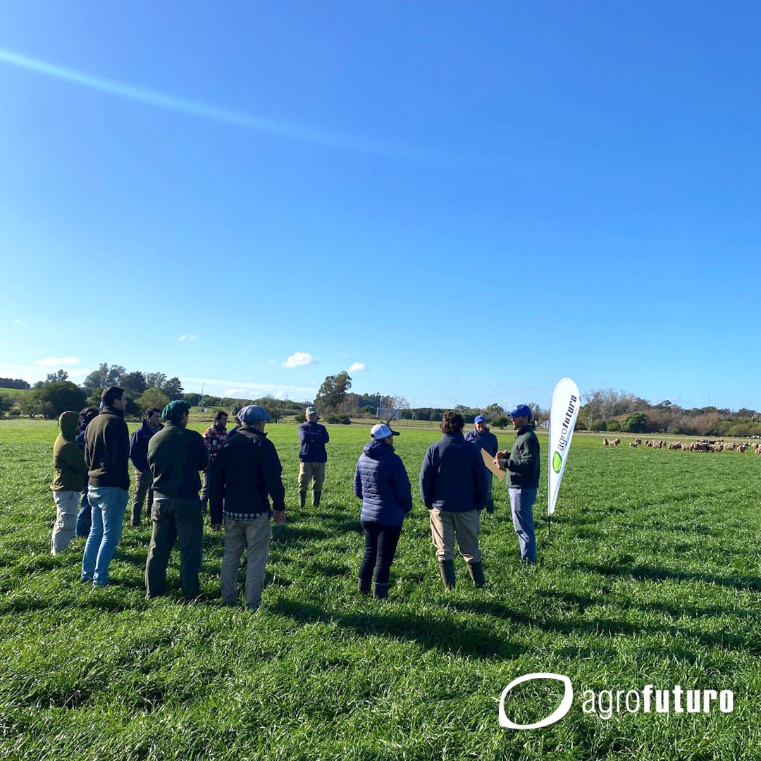 AgrofuturoSA's tweet photo. 📣 Respondiendo a las necesidades de los sistemas pastoriles, recibimos en nuestro campo experimental “El Lucero” a técnicos y productores para intercambiar y compartir conocimiento.
#TratamientoLeguminosas
#PersistenciaGramineas #festuca #raigras #pasturas #forrajeras https://t.co/TjJvDeFvpG