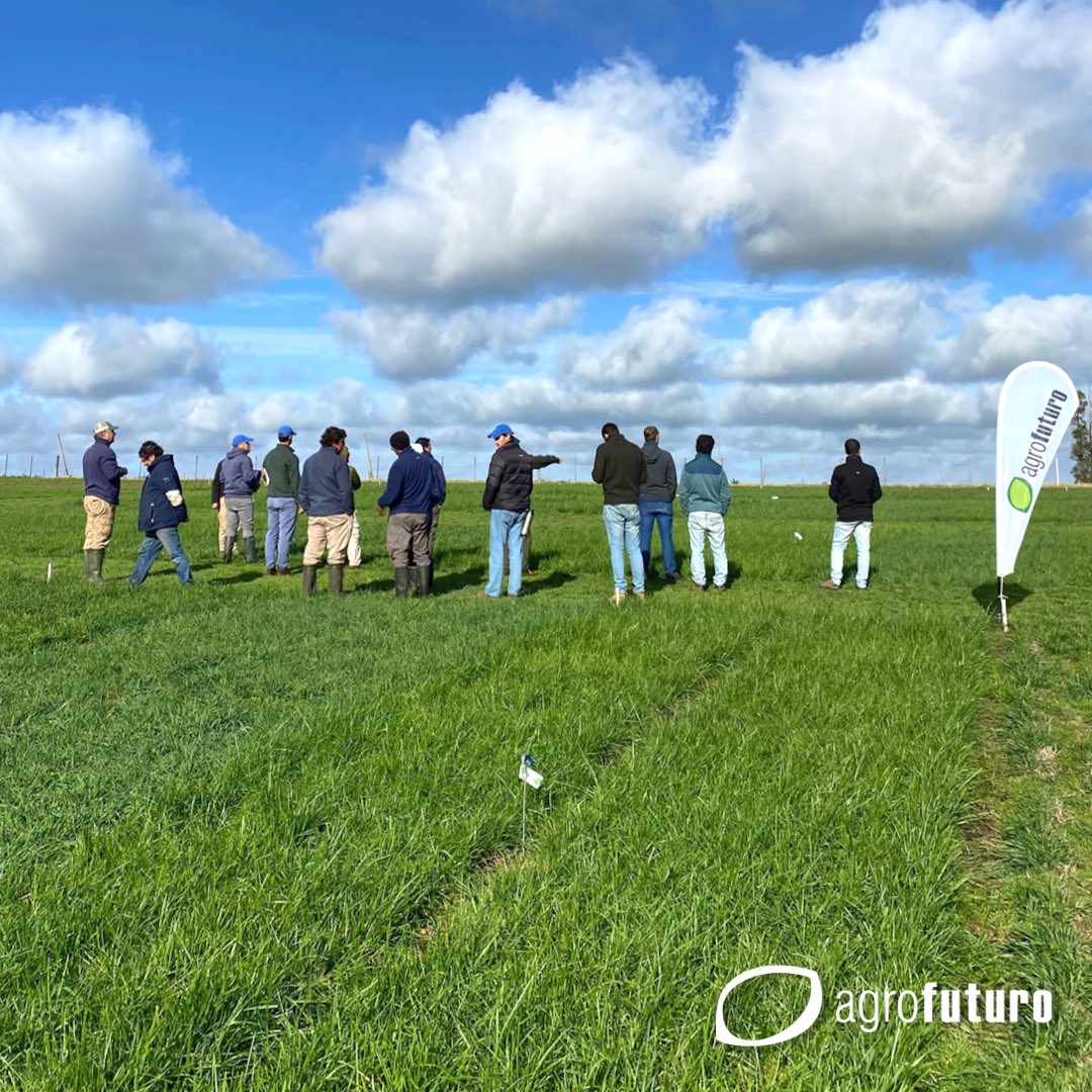 AgrofuturoSA's tweet photo. 📣 Respondiendo a las necesidades de los sistemas pastoriles, recibimos en nuestro campo experimental “El Lucero” a técnicos y productores para intercambiar y compartir conocimiento.
#TratamientoLeguminosas
#PersistenciaGramineas #festuca #raigras #pasturas #forrajeras https://t.co/TjJvDeFvpG
