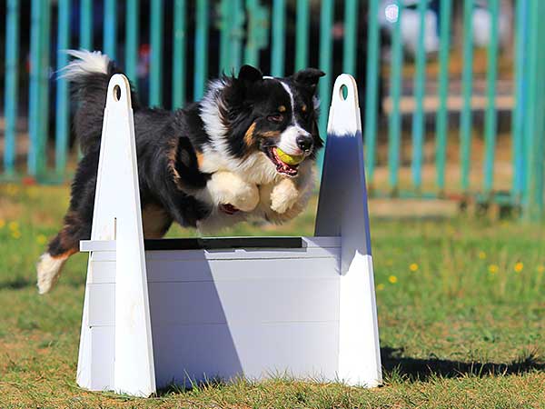 Australian Shepherd Lovers tweet media