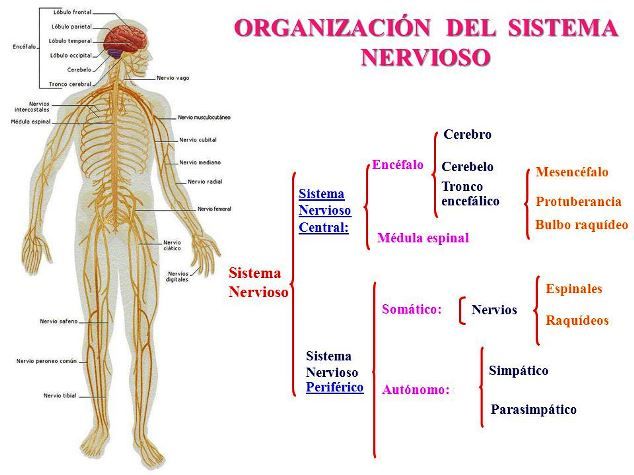 Dr_JHM16's tweet photo. #ResumenDelSNC
#morfo3
#Apuntesdelprofesor 
#enseñar https://t.co/LUNGU5RhTV