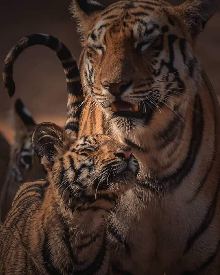 Sari_Friends's tweet photo. ❃❃❃ 𝑴𝑨𝑮𝑵𝑰𝑭𝑰𝑪𝑬𝑵𝑻 ❤🐯❤
#nature #wildlifephotography #wildlife https://t.co/gJn4EVCkW5