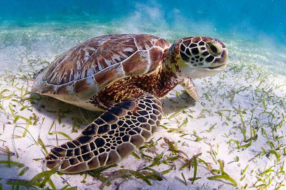 nuriapiera's tweet photo. República Dominicana establece una veda de diez años para proteger a las tortugas marinas #NDigital https://t.co/arC4QPy5sQ https://t.co/2yCjAoMpBg