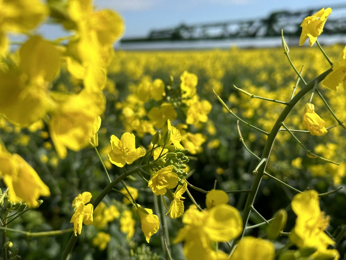 BiancaWebby's tweet photo. Don’t you just love flowering canola on a sunny winters day 🌸 ❄️ https://t.co/AUfI0HMSBM
