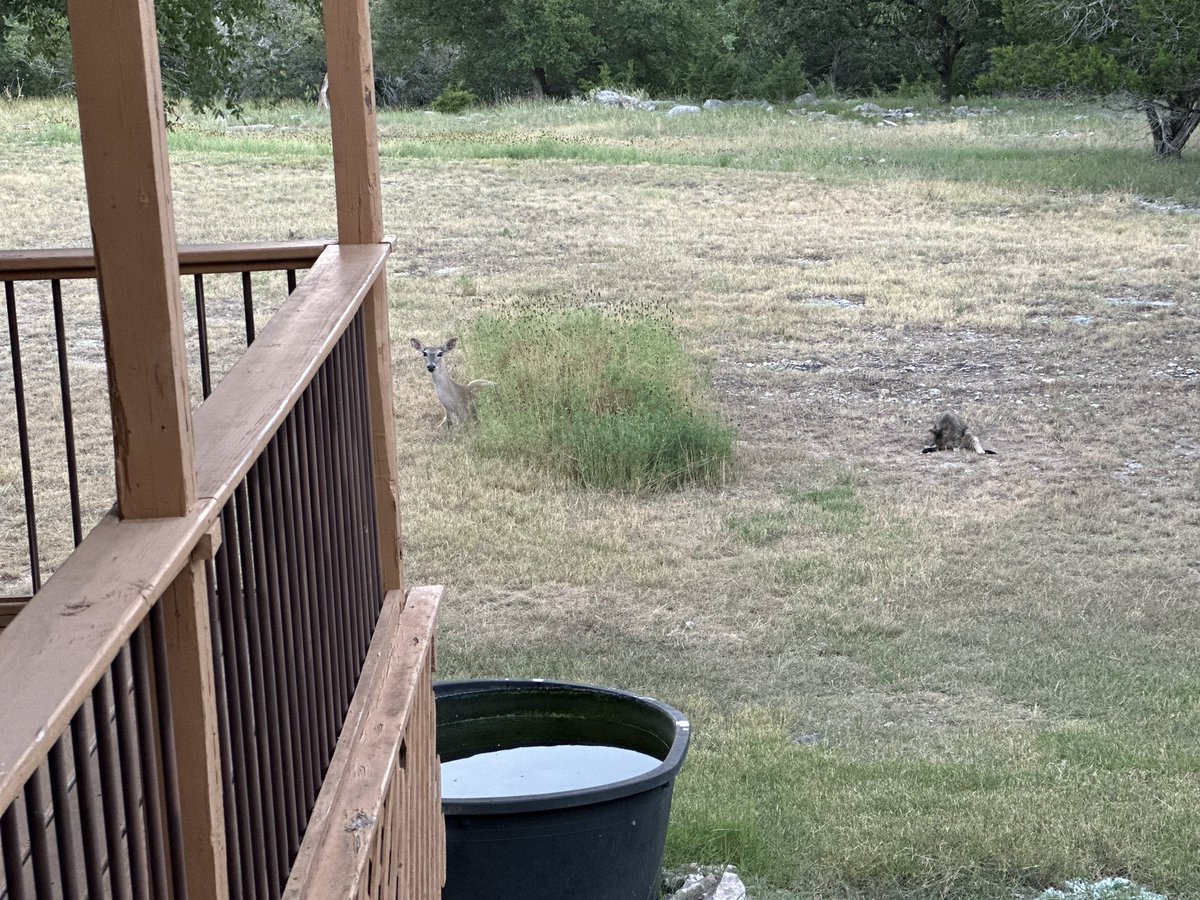 Iamwhoismoses's tweet image. A neighborhood friend showed up this evening #AnimalsofTwitter #