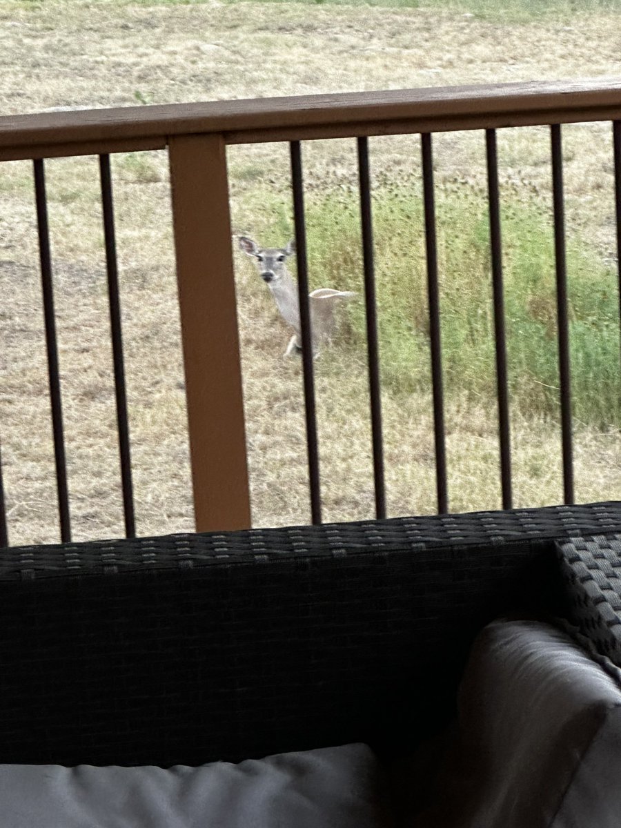 Iamwhoismoses's tweet image. A neighborhood friend showed up this evening #AnimalsofTwitter #