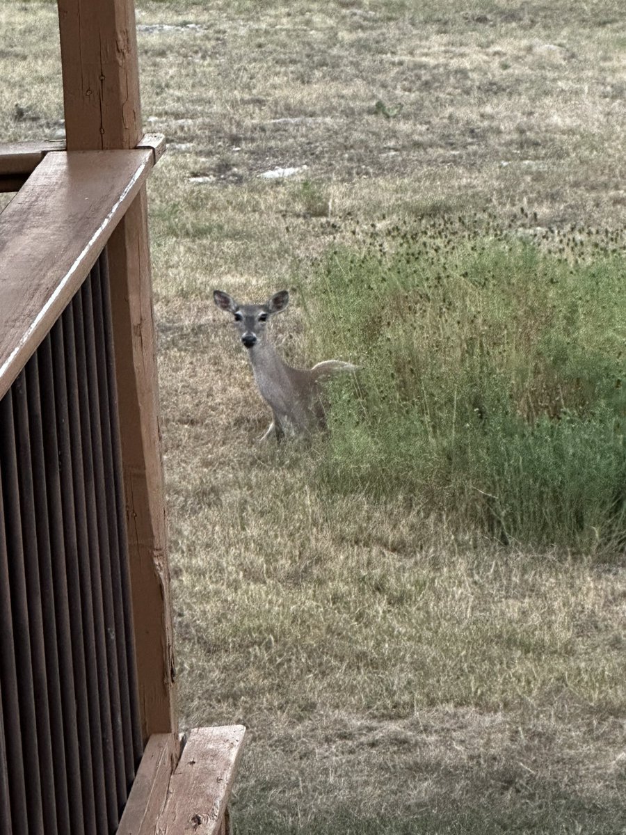 Iamwhoismoses's tweet image. A neighborhood friend showed up this evening #AnimalsofTwitter #