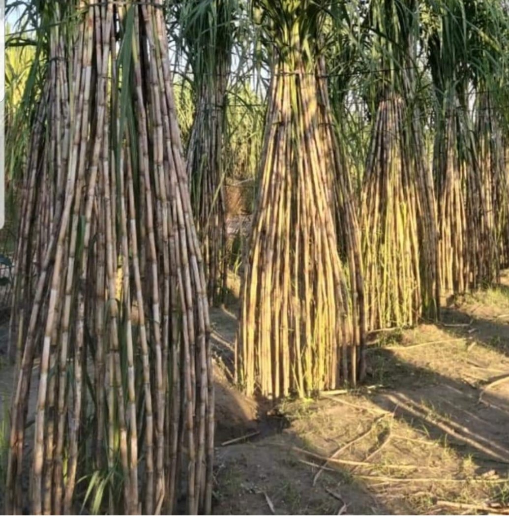 रिग पिट विधि से गन्ने की खेती।