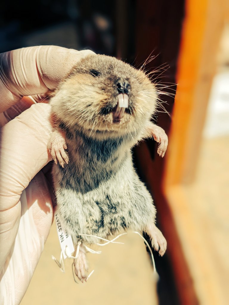 #mole #vole