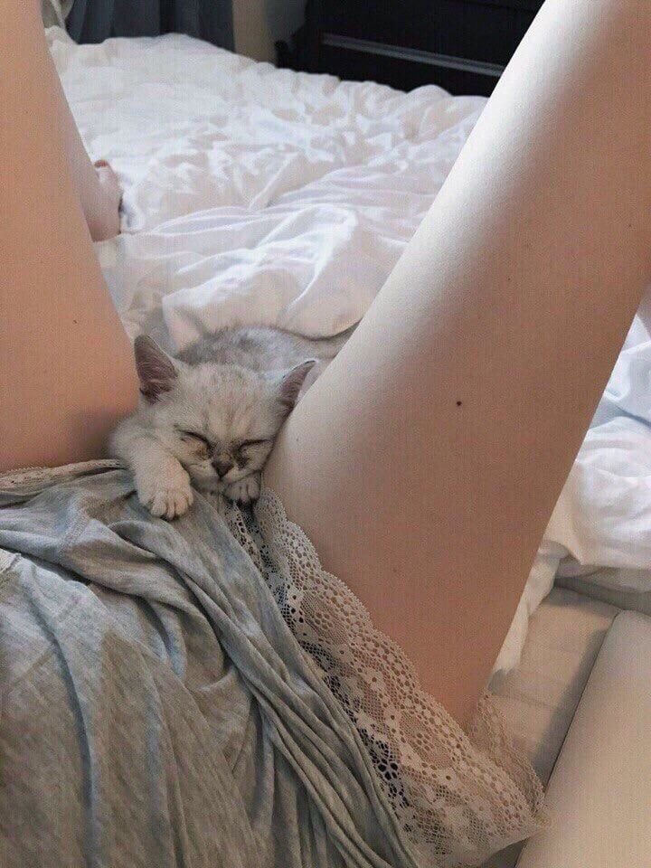 jennyee201's tweet photo. Who wants to make this cat?🥺 https://t.co/nIhfxaEses