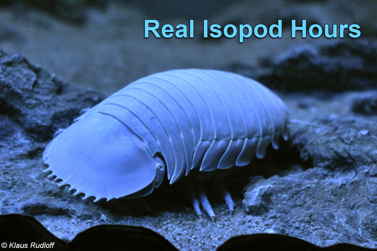 IsopodBot's tweet image. It's real isopod hours