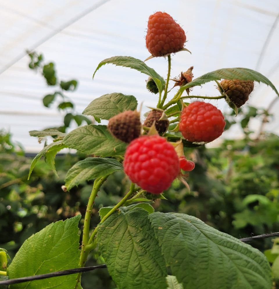 wagonstours's tweet photo. Temporada de berries https://t.co/aiyL8hPDIJ