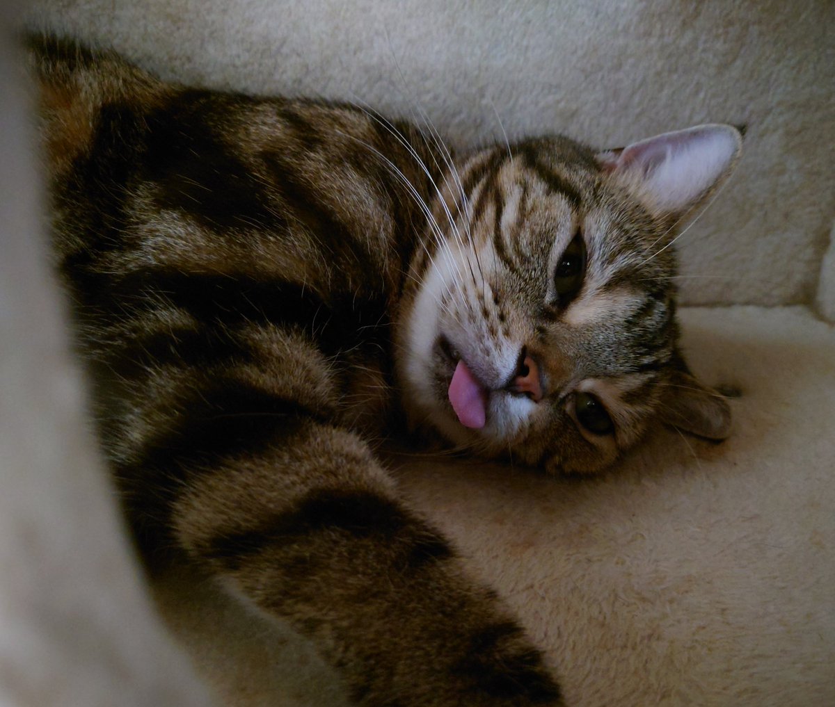 お久しぶりだニャ😺
