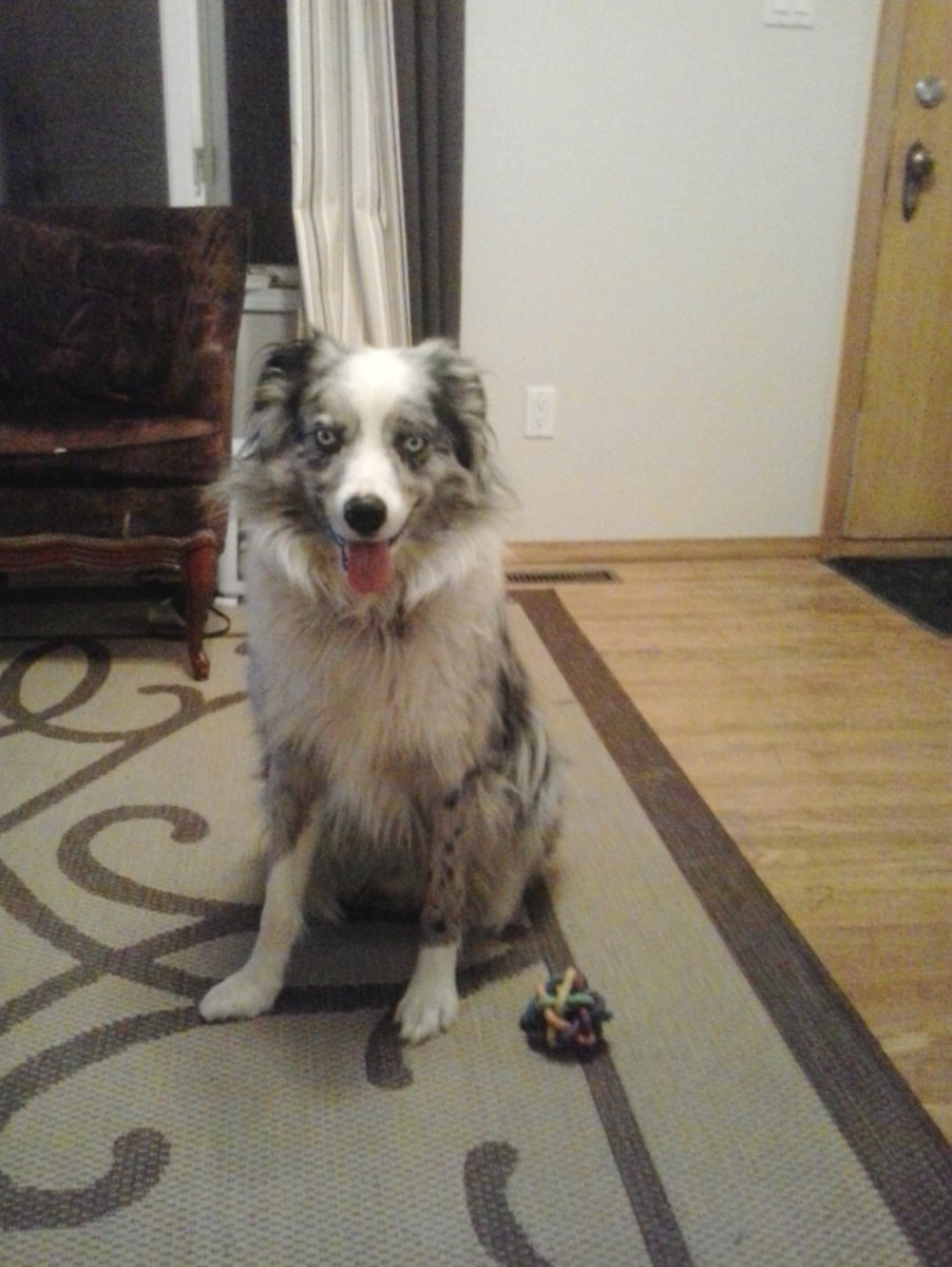 plutonian_prnc's tweet photo. @clhubes My parents' house had those same floors and my parents sanded and put a dark finish on them. They look so good now!
I used two pictures of my dog cause I didn't have pics of just the floor. https://t.co/mNRfoL5m6C