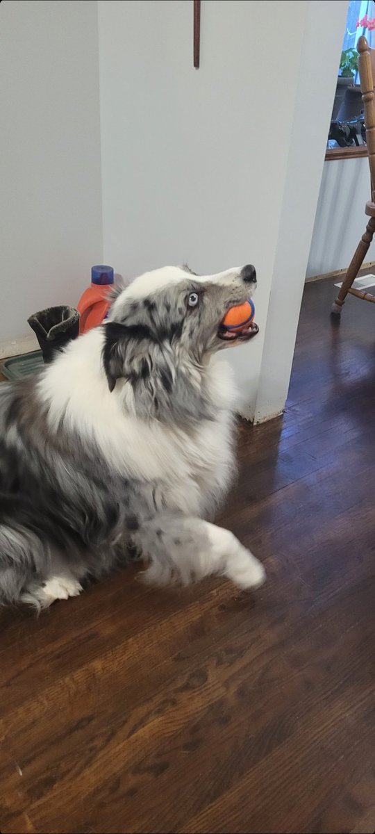 plutonian_prnc's tweet photo. @clhubes My parents' house had those same floors and my parents sanded and put a dark finish on them. They look so good now!
I used two pictures of my dog cause I didn't have pics of just the floor. https://t.co/mNRfoL5m6C