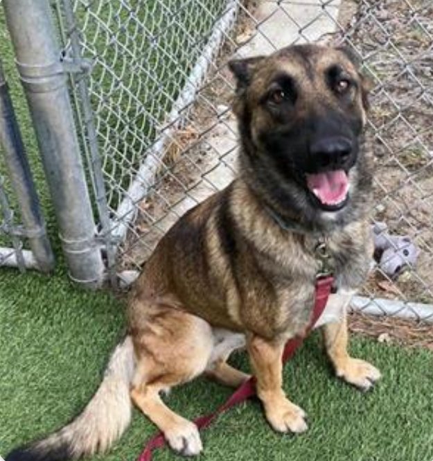 Maple 🐕 🎹 🎸 💙 tweet media