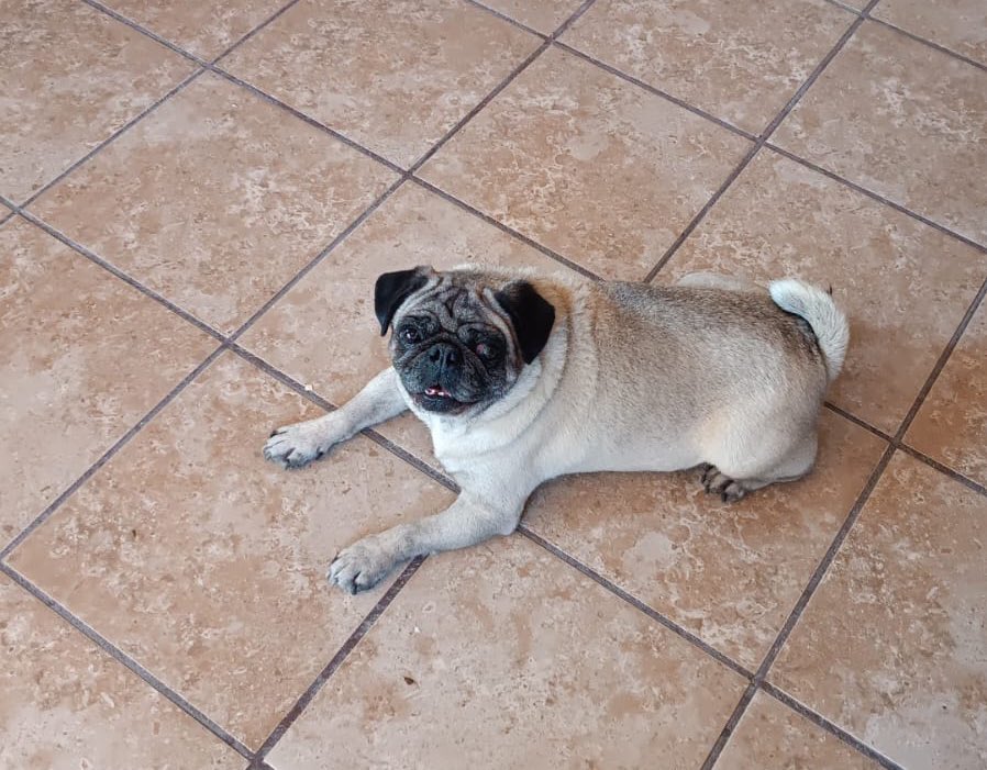Tanij15's tweet photo. Mi gordo, mi telech… que dolor siente mi corazón al saber que no te veré más, siento que se me fue una parte de mi. Fuiste de los mejores regalos inesperados, te amé mucho y te amaré toda la vida. Gracias por darnos tu amor y ser tan fiel hasta tu último respiro! 🤎🤎🤎🤎🐶🐶🐶 https://t.co/1GQ2Vbs1SH