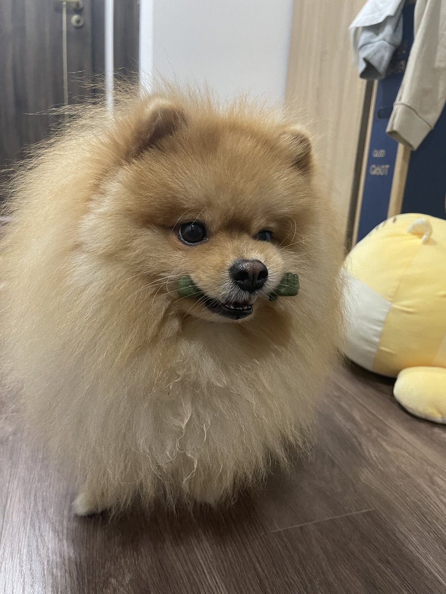 CieBae_'s tweet photo. Gm Ae lại là Cie đây có một câu chuyện khá là thú vị về #Bitcoin mà Cie muốn chia sẻ cho các ghệ đây.
Trong năm nay tức 2023 chúng ta đã chứng kiến sự bùng nổ của Bitcoin từ sự bắt đầu của #Ordinals cho tới #BRC20.
#VGod hay #VitalikButerin cha đẻ #Ethereum và đồng thời là một Bitcoin OG chính hiệu đã được mời tham gia vào Twitter Space "What can #Bitcoin Learn From Ethereum" đại loại là Bitcoin có thể học được gì từ Ethereum hosted bởi Eric Wall người support Bitcoin Ordinals và Udi Wertheimer vào ngày hôm qua.
Túm tắt cho ae về câu chuyện này thì V God cũng đã tuyên dương sự phát triển của Ordinals và BRC20 trong suốt sự kiện là:
"Ordinal marks the returns of builder culture"
Và " Ordinals revive Bitcoin's builder Culture"
Ordinals sẽ hồi sinh văn hóa builder trên Bitcoin.
Ngoài ra thì mọi người còn thảo luận về chủ để Bitcoin Scalability. Eric Wall đã chỉ ra là mặc dù mạng lightning của Bitcoin đang tăng tốc nhưng không thể cung cấp cho tương lai.
Quy mô người dùng ngày càng nhiều và chúng không thể xử lí một số giao dịch ngay cả các khoản thanh toán vừa phải.
Thì V God đã đưa ra một giải pháp đó là tốt nhất nên tập trung thực hiện #Layer2 cho Bitcoin đi để tận dụng Users có sẵn làm cho #Bitcoin hiệu quả hơn.
V God think là it's good to focus on Rollups, so it's also good to be open to scalling solution base on Zk-Snark.
Nói chung thì chúng ta có thể hiểu được câu chuyện rằng Bitcoin có ưu điểm hơn Ethereum ở chỗ có tính phi tập trung hơn. Mà theo lí thuyết thì Blockchain nào mà không phi tập trung thì chỉ là rác.
Ngoài ra nó có số lượng users rất lớn vì nó là tổ tiên của #Cryptocurrencies từ bao đời nay rồi mà không chịu thay đổi để bọn mới loi choi lóc chốc vượt mặt vậy thì lỏ quá rồi.
V God thấy được #Ordinals và BRC 20 đang là một tia sự sống hồi sinh cho Bitcoin phát triển đúng hứng. Nên tiếp tục phát huy đặc biệt là mở rộng layer 2.
Đây cũng là một tin khá là tốt đây ae nhỉ?