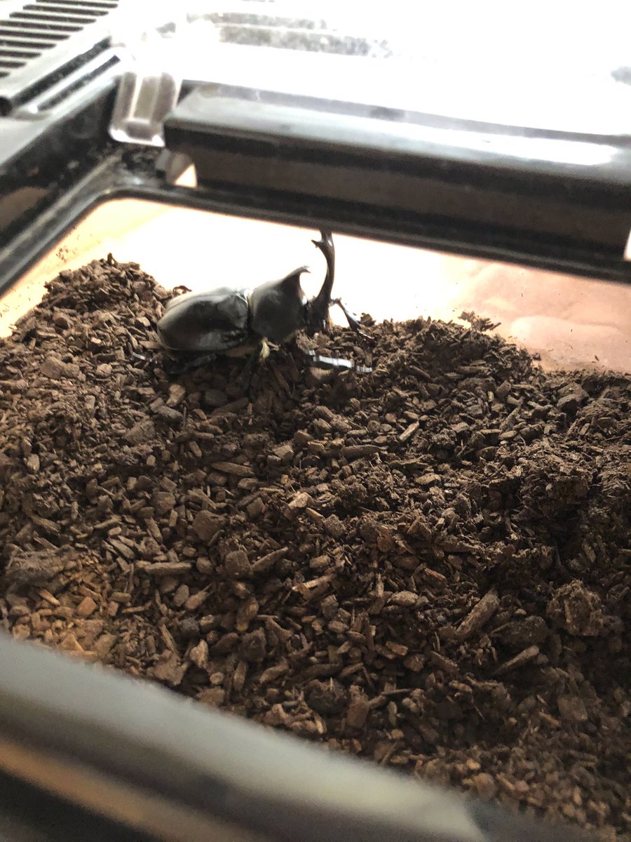 Perlstern's tweet photo. 今週サナギから羽化したカブトムシのオスとメスがめちゃくちゃ食欲あって、昨夜あげた昆虫ゼリー２つとも今朝には空になってた。 https://t.co/cQDjiMbaTQ