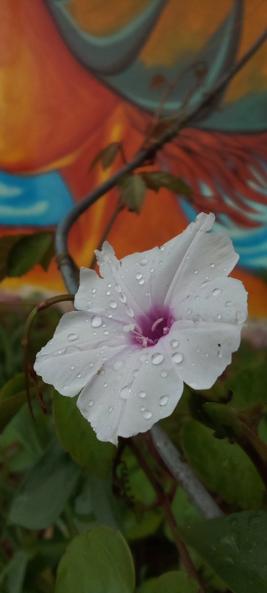 gnanavelcindrai's tweet photo. #WildFlower #flowerphotography #Flowers #chaalu #backwater https://t.co/kujq2Ueess