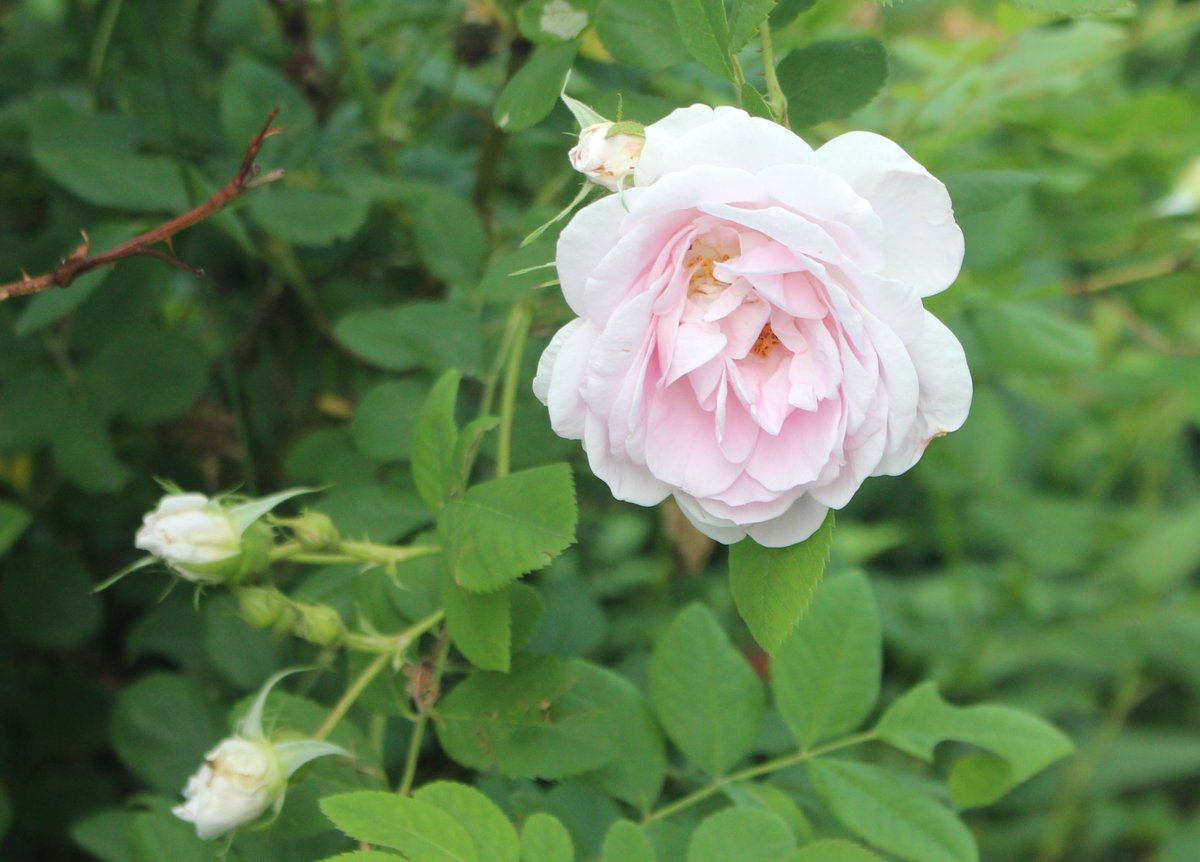 Bert Tonsi tweet media