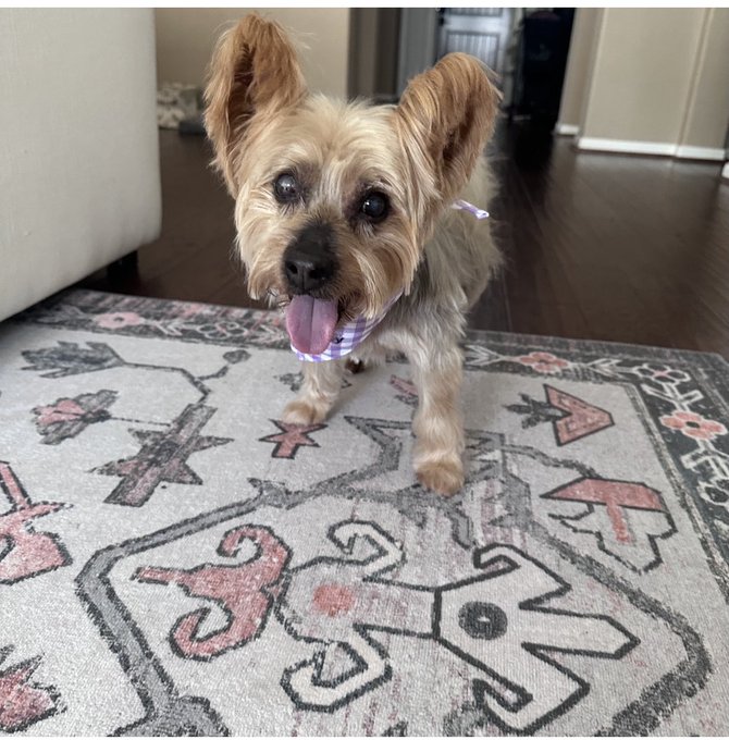 My little man&hellip;I&rsquo;ve had you by my side for 16 amazing years. The house already feels so empty without<a href="/tag/staytuned"class="tags"><span>#staytuned</span></a><a href="/tag/contentcreators"class="tags"><span>#contentcreators</span></a><a href="/tag/influencerinterv"class="tags"><span>#influencerinterv</span></a>