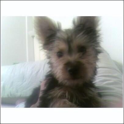 My little man&hellip;I&rsquo;ve had you by my side for 16 amazing years. The house already feels so empty without<a href="/tag/staytuned"class="tags"><span>#staytuned</span></a><a href="/tag/contentcreators"class="tags"><span>#contentcreators</span></a><a href="/tag/influencerinterv"class="tags"><span>#influencerinterv</span></a>