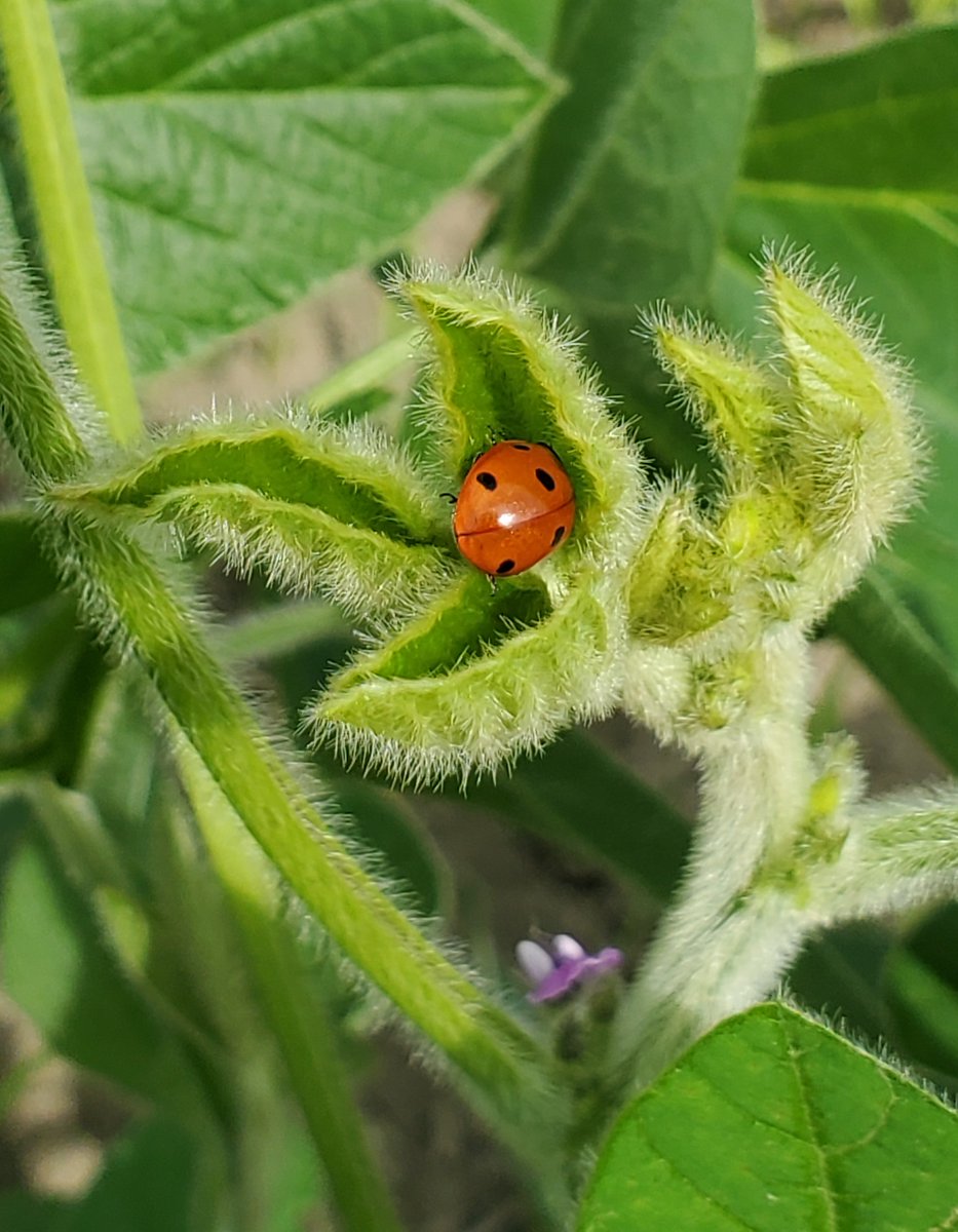 Gilles Quesnel tweet media