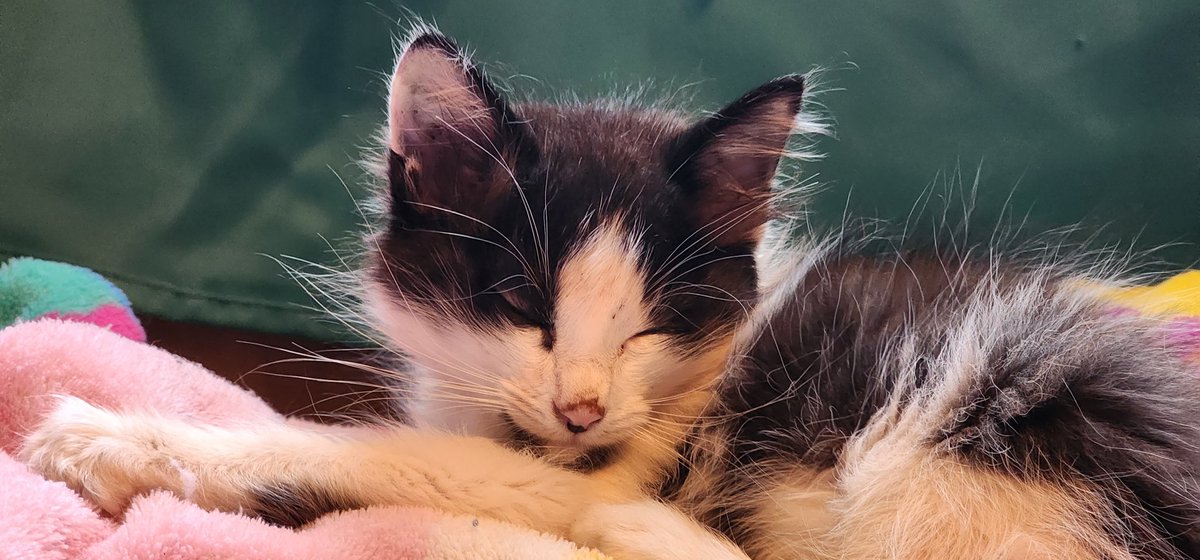 At the emergency vet.  <a href="/HennaRain/">Henna Rain🦄 Morton</a> located two puncture wounds on the long-haired calico kitten.