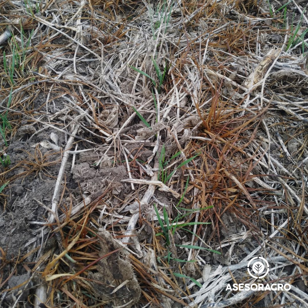 asesoragro9dj's tweet photo. ℂ𝕠𝕟𝕥𝕣𝕠𝕝 𝕕𝕖 ℝ𝕒𝕚𝕘𝕣𝕒𝕤 𝕖𝕟 𝕥𝕣𝕚𝕘𝕠 🌾
Es fundamental controlar esta maleza en cultivos de invierno ya que es muy agresiva, compite mucho con el trigo y de no tener un monitoreo adecuado, el resultado es la reducción de rindes.
#yomonitoreo
#raigras https://t.co/K0YiqLbYqq