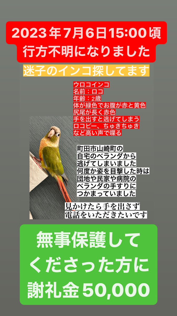 迷子 インコ探してます 町田 tweet media