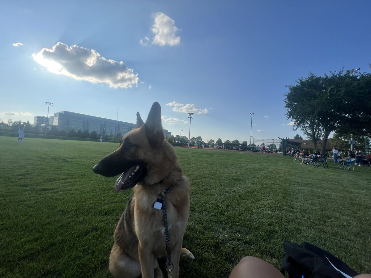 Simba out looking for future Dragons this evening 🥎🐉💚  #GoGons