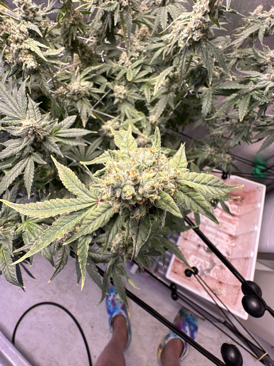 Almost ready. Starting Finish Sunday