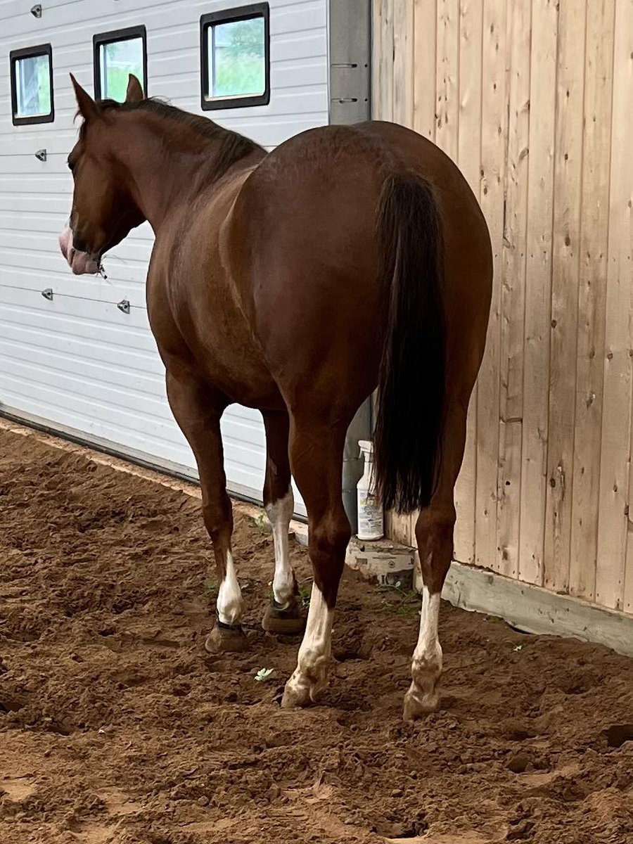 HorseLogs tweet picture