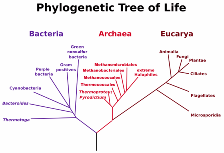 NikoMcCarty's tweet photo. Day 29/30 of great biology papers.

"Phylogenetic structure of the prokaryotic domain: The primary kingdoms," by Carl Woese & George Fox (1977).

Perhaps the most important paper in evolutionary biology. It established a "third domain" of life.
***

This paper is just 2.5 pages in length. It contains a single table as its figure. Its publication went largely unnoticed by biologists, but The New York Times printed a story about a "third type of life" on its front page. 

Prior to this study, all life was divided into two categories: Cells that have a nuclear membrane (eukaryotes), and cells that don't (prokaryotes).

Francis Crick first proposed "comparing sequences to infer relationships" as early as 1958. But this paper heralded the dawn of molecular phylogenetics.

Woese and Fox claimed, provocatively, that "all cellular life falls into one of three large relatedness groups: eukaryotes...eubacteria, and archaebacteria."
(See https://t.co/JqGIpcfGJu)

They made this claim by sequencing a single, highly-conserved gene across many organisms: Ribosomal RNA. This is the catalytic part of ribosomes, the protein-making machines inside of cells. By studying how rRNAs had mutated over eons and eons, Woese and Fox inferred the evolutionary connections between cells.

Many well-regarded microbiologists at the time believed that the relationships between microbes could not be determined without a fossil record. This sounds hilarious in hindsight. But it was a real, mainstream belief.

Roger Stanier, who helped modernize microbiology and was a respected professor at UC Berkeley and the Pasteur Institute, wrote in his textbook, The Microbial World, in 1970:

"[r]eflection and experience have shown, however, that the goal of a phylogenetic classification can seldom be realized. The course that evolution has actually followed can be ascertained only from direct historical evidence contained in the fossil record. This record is at best fragmentary and becomes almost completely illegible in Precambrian rocks more than 400 million years old."

Overturning dogma and telling professors that they're wrong is fun! A classic. 

One more day to go!

Paper: https://t.co/Phthq9tutl