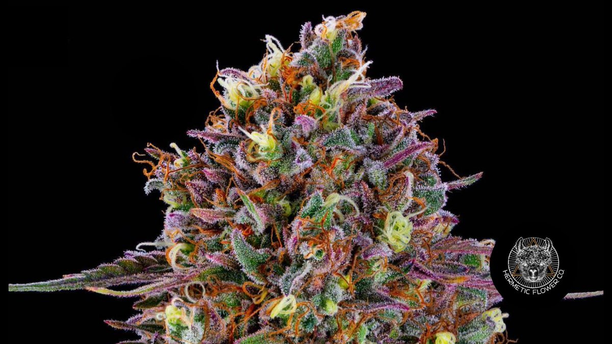 SpecGradeLED's tweet image. Hermetic Flower Company has been using Verta-8s for almost 2 years with excellent results.

#growerspotlight #ledgrowlights #cannabis #cannabisindustry #hemp #hempflower #Marijuana #growlights #growlighting #ledgrowlighting #controlledenvironmentag