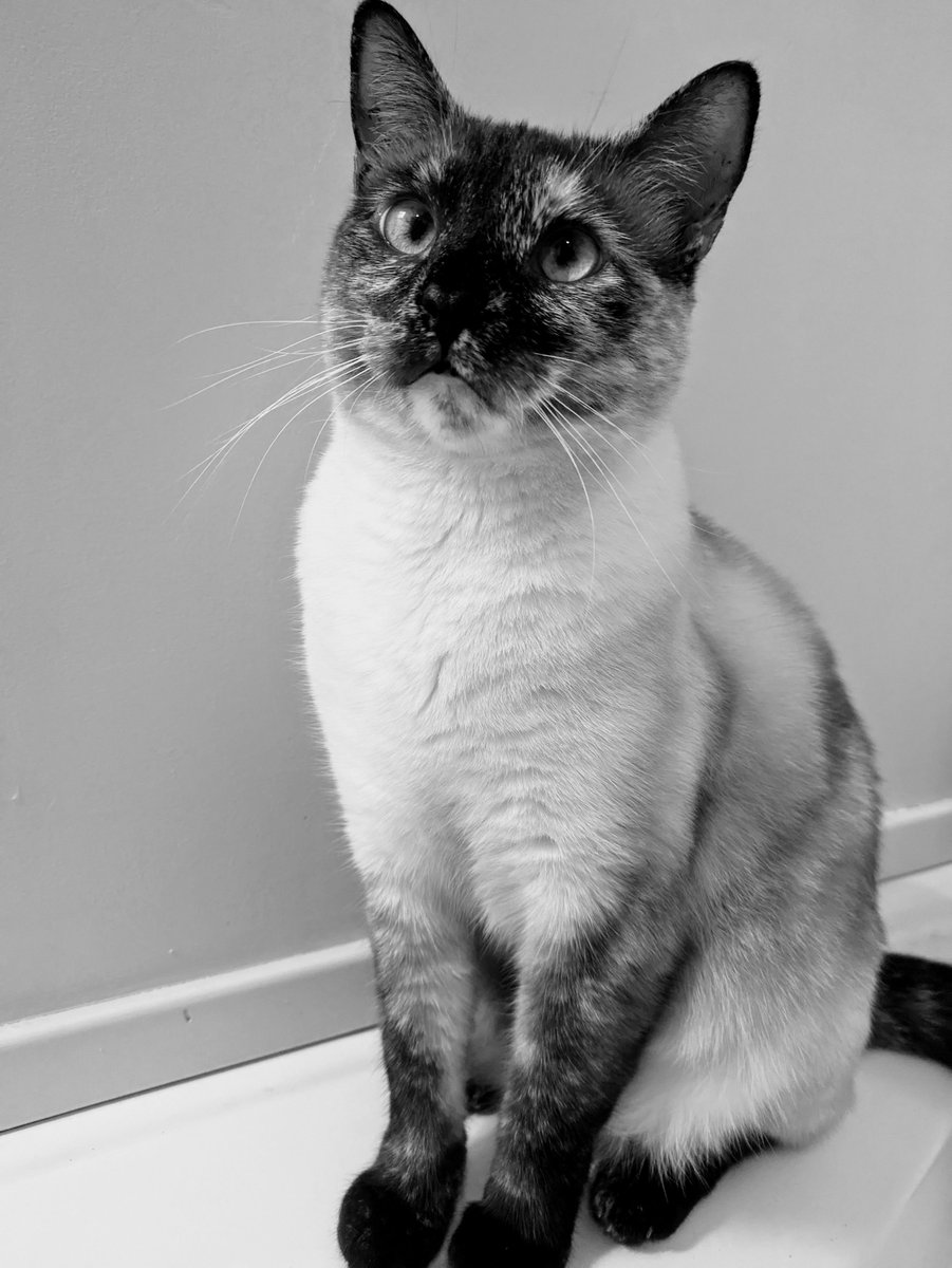 #catnoirfriday  #LunaBear #prettykitty #siameseplease