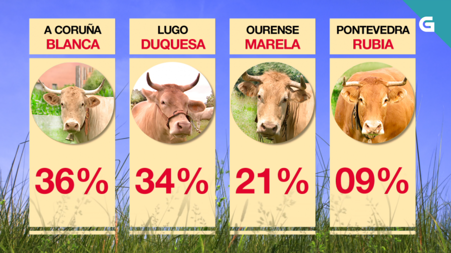 🐮👑 Blanca gañadora do #MissVaca2023 ❤ A provincia da Coruña logra a súa segunda vitoria na historia do certame! 👉 tvg.gal/fszkv1566