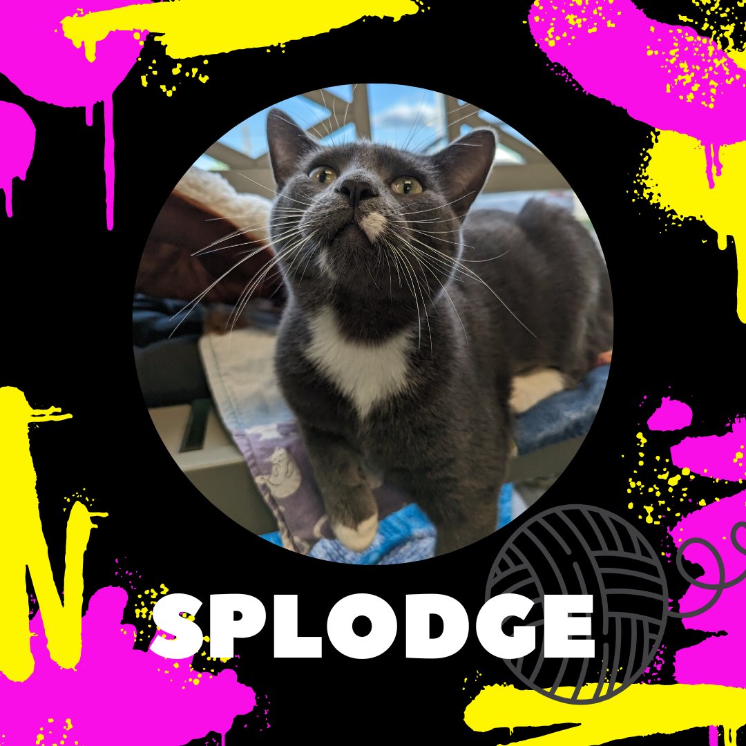 This Feature Friday, we would like to introduce the spectacular young man, Splodge!!!
Splodge would love to go to a home with another cat where he can sleep and wrestle the day away with. He would do best with a fur sibling!
Please call the shelter for more information!