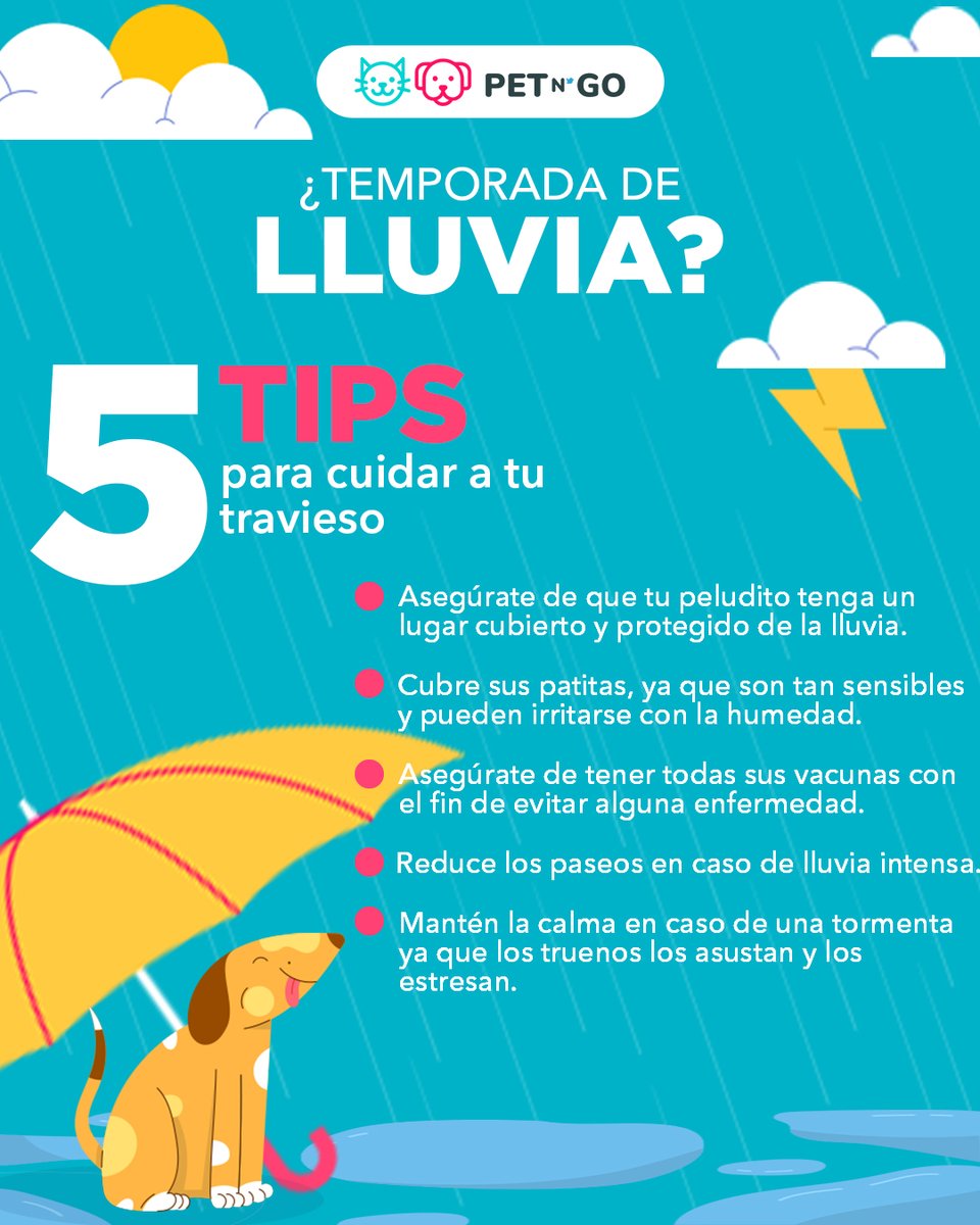 PetNGo's tweet photo. 🌧☔️ ¡Prepárate para la lluvia con estos consejos para cuidar a tu peludo amigo! 🐾💦
¡Juntos, hagamos que nuestros peludos estén protegidos y felices bajo la lluvia! 🐶🌧️💕 https://t.co/T4Orqc72Nh