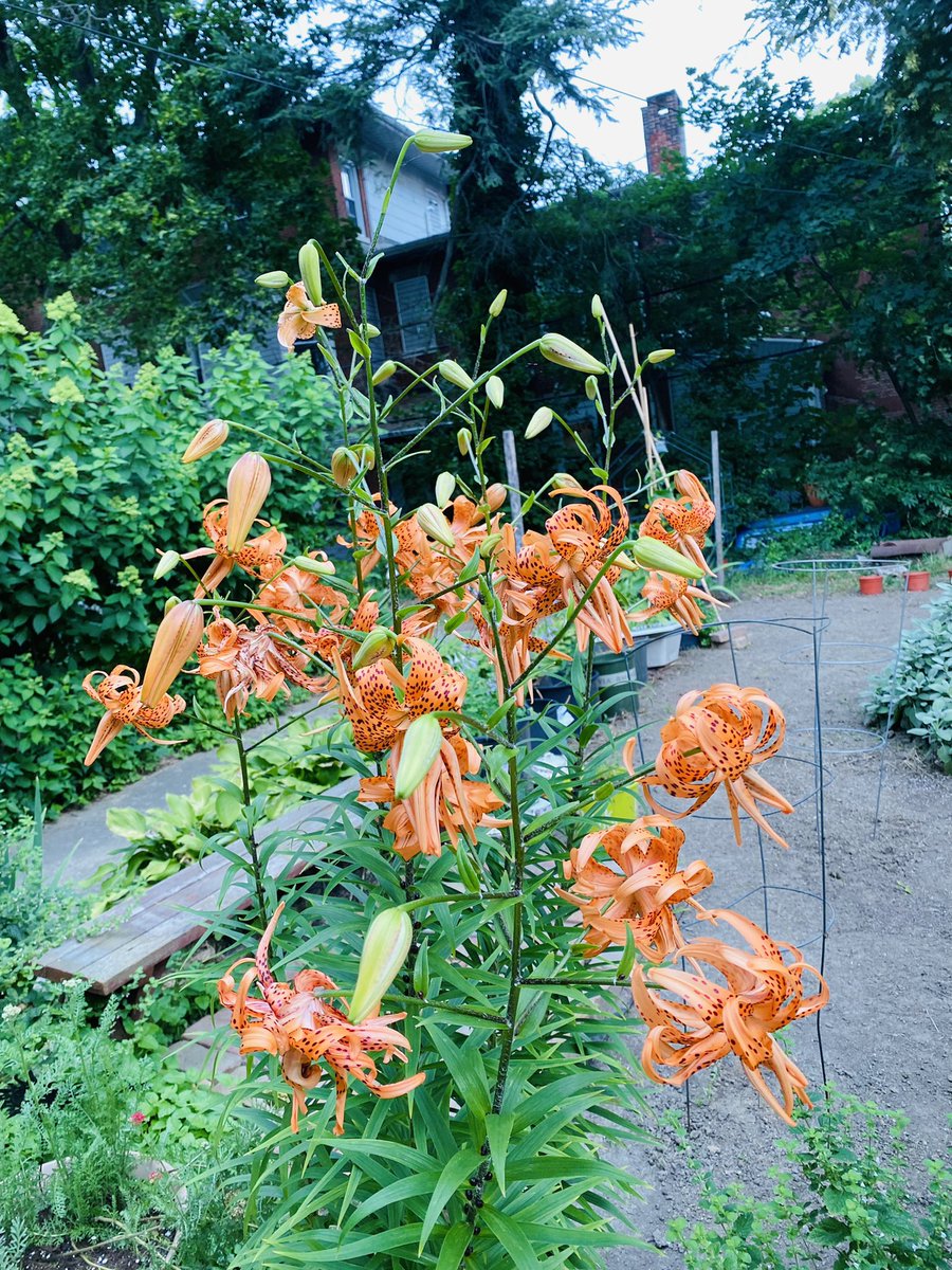 My Tiger Lilies said “I DID NOT COME TO PLAY”. There were only about 5 open buds yesterday. 🤩🐯💚✨🌻🪶 @sewsophisticatedpoet @greengrocercee 

#GreenGrocerCee #EarthMama