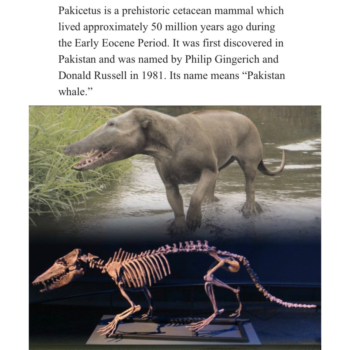 DoubleUQureshi's tweet photo. @historyinmemes Pakicetus, living some 50 million years ago in what we know as Pakistan today, bears the title of “first whale.”
Fossils revealed that Pakicetus had an ear bone with a feature unique to whales and an ankle bone.
#Pakicetus
#Pakistan
#SouravGanguly
#HarisRauf https://t.co/Al7ZKqtQwF
