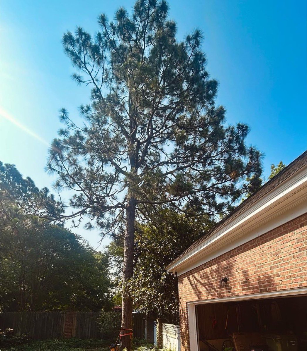 baileysonline's tweet photo. #Repost from @allamericantreejects
.
Before and after removal of a pine with limbs reaching well over a house and fence.
@baileysonline #tree #treeservice #treework #treecompany #treeclimber #bluecollar #ropeaccess #letitrun #echousa #stihl #courant #dmm #petzl https://t.co/G9IXBwJ0YZ