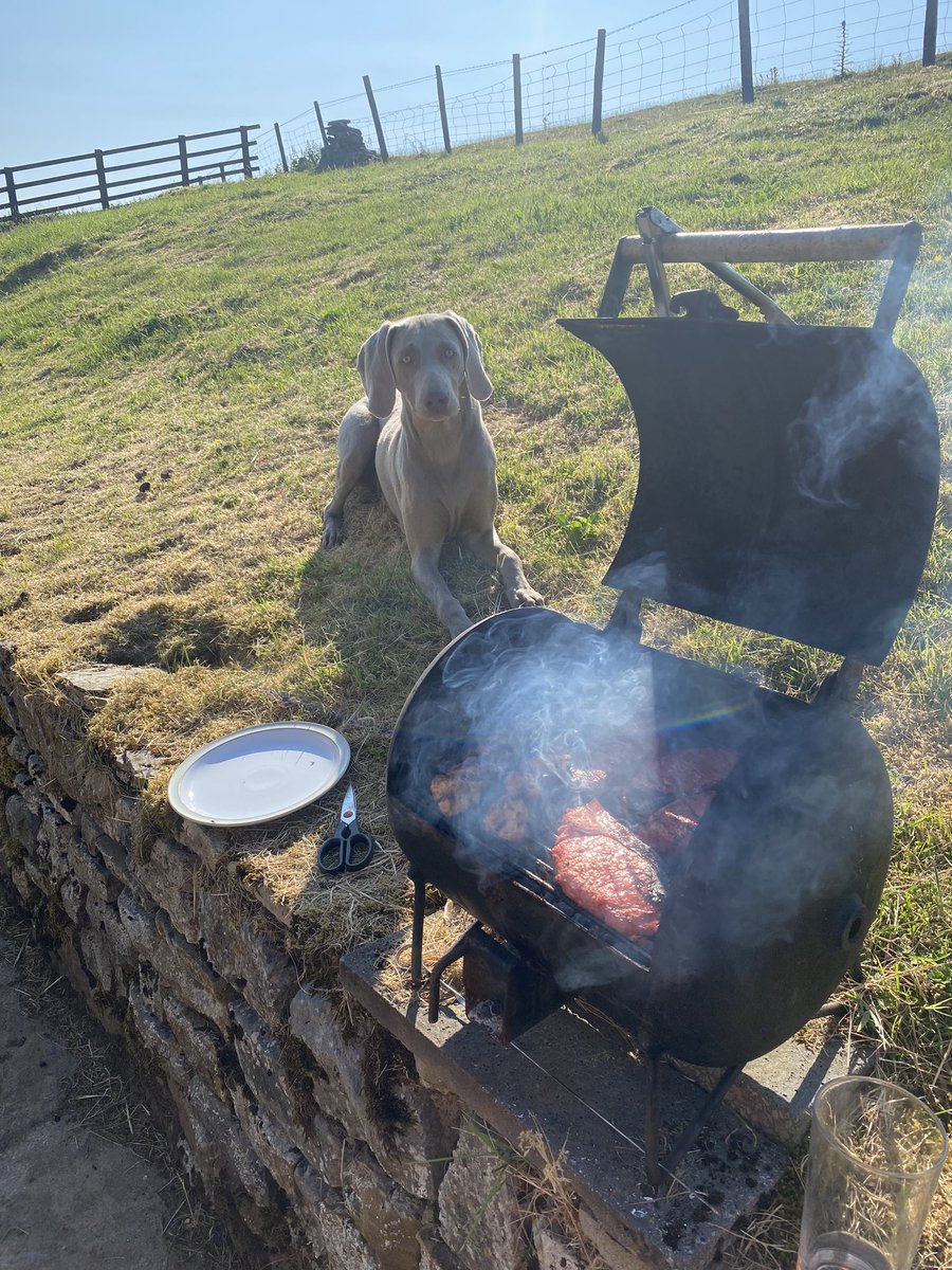 lynnslabs's tweet photo. All you need is a #weimaraner in the #sun #workingdog #dogsoftwitter  #gamekeepers #northpennines #Cumbria   Lazy #Friday at home with the girls xx https://t.co/9yPUtBhUen