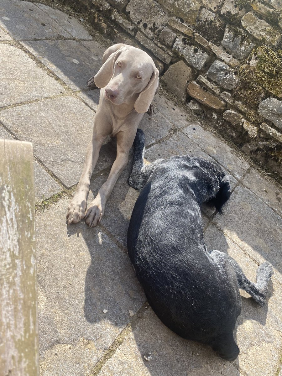 lynnslabs's tweet photo. All you need is a #weimaraner in the #sun #workingdog #dogsoftwitter  #gamekeepers #northpennines #Cumbria   Lazy #Friday at home with the girls xx https://t.co/9yPUtBhUen